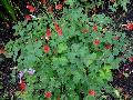 Wild Columbine or Red Columbine / Aquilegia canadensis 